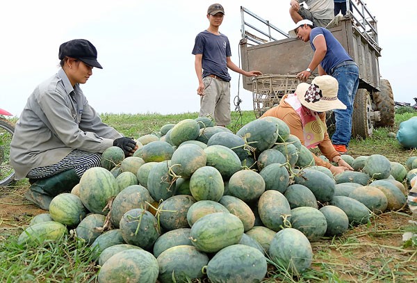 Many watermelon growers in the central region suffer heavy loss annually due to rock-bottom price during peak harvest time because the fruit transported to the northern border gates for exports to China has been congested there (Photo: SGGP)